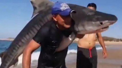 Hombre captura tiburón tigre con las manos en playa de Michoacán