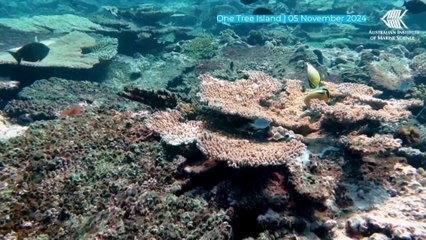 La Gran Barrera de Coral sufre su mayor declive coralino desde que hay registros