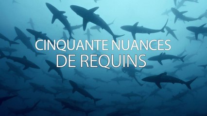 Cinquante nuances de requins