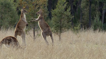 L'odyssée des animaux