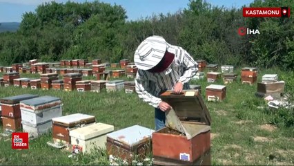 Kastamonu’da kestane balı üretimi 100 tona düştü
