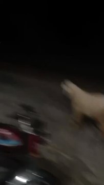 Pure Kajla/White Kajla/ Kajla Lamb/Sargodha Kajla/Cute Kajla/Healthy Kajla/Active Kajla/Sadqa Kajla