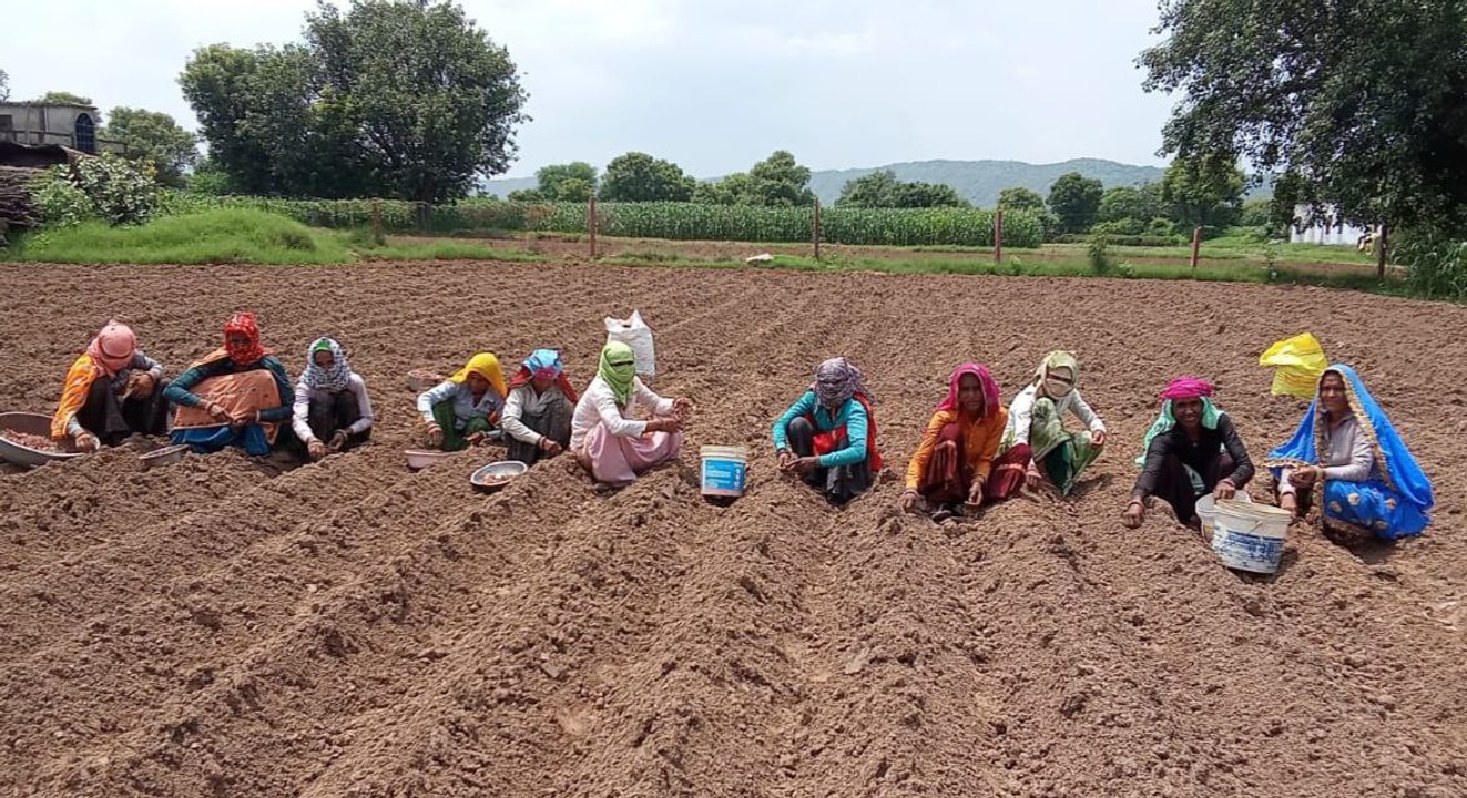 VIDEO: लाल प्याज की फसल रोपाई में जुट रहे किसान