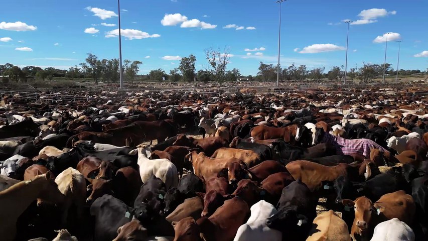 The Great Australian Charity Cattle Drive arrives in Roma | Queensland ...