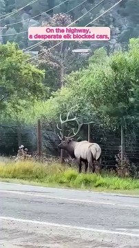 This desperate elk blocked traffic to save his friend until...
