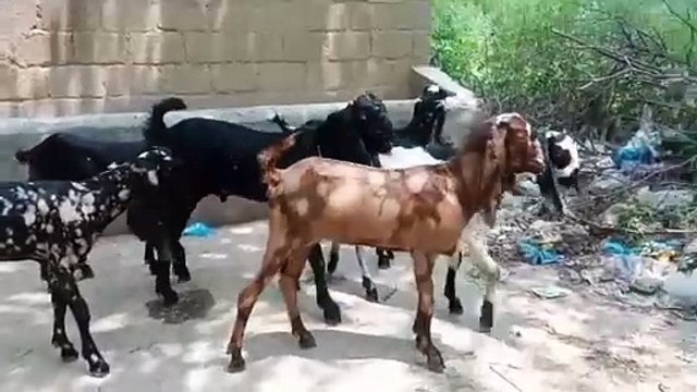 Amartasri Goats/Beetal Goats/Nagra Goats/Jet Black Goats/Young Beetal Goats/Healthy Goats/Active