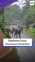 Elephants Cause Disturbance on Kerala Road