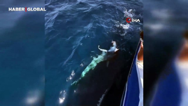 Gökçeada açıklarında kılıç balığı avına çıkan balıkçılara köpek balığı şoku