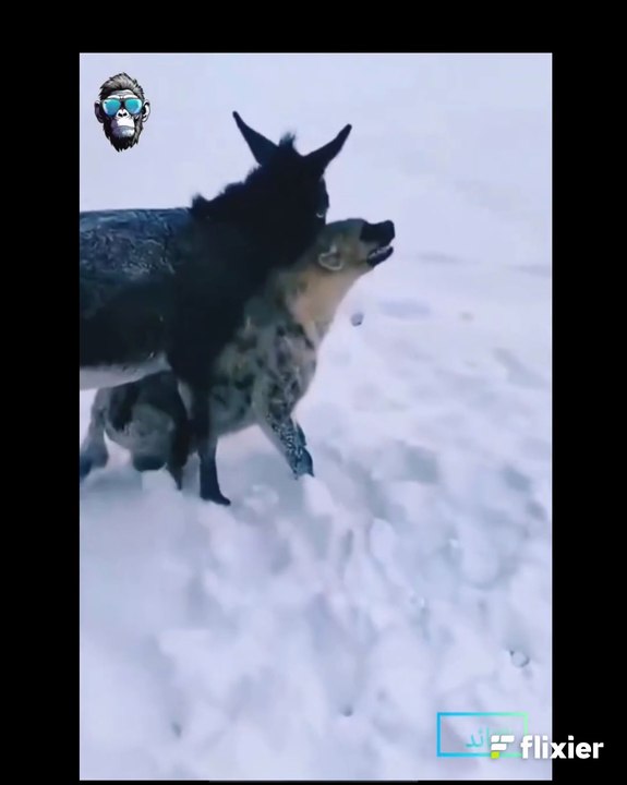 موجهات شرسة ولحظات نادرة في عالم الحيوانات _ Fierce clashes and rare moments in the animal world