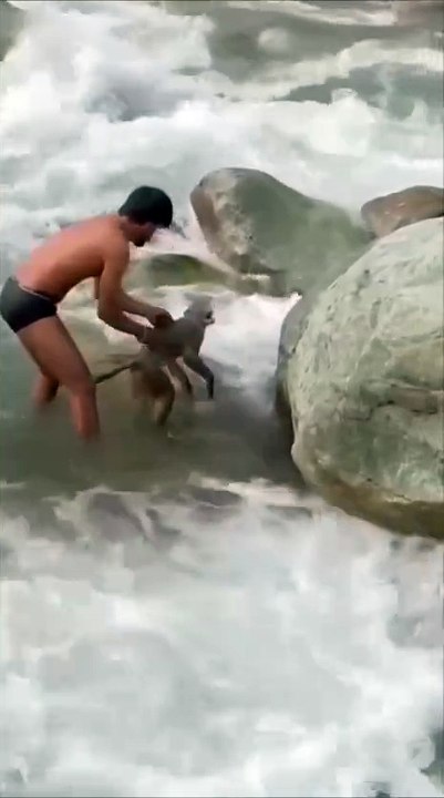 A group of men went to a river to shoot some content; however, they got more than they were expecting when they saw a monkey stranded in fast-moving waters. #river #monkey #india #rescue #animal