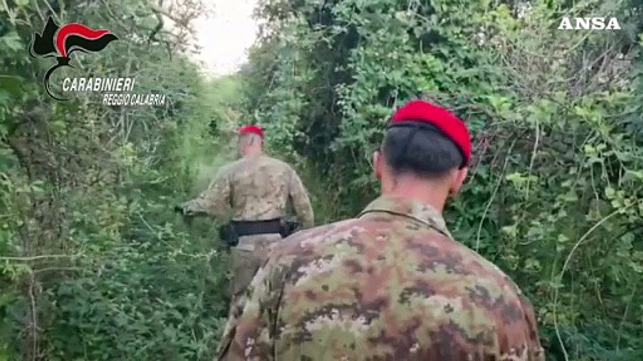 Scoperta in Calabria una piantagione con duemila piante di marijuana