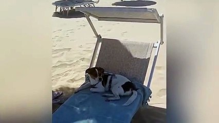 VIENE CRITICATO DA UNA SIGNORA PERCHÉ HA PRESO IL LETTINO AL CANE E SENTITE COME RISPONDE!!