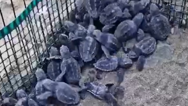La schiusa delle tartarughe Caretta caretta ad Acciaroli
