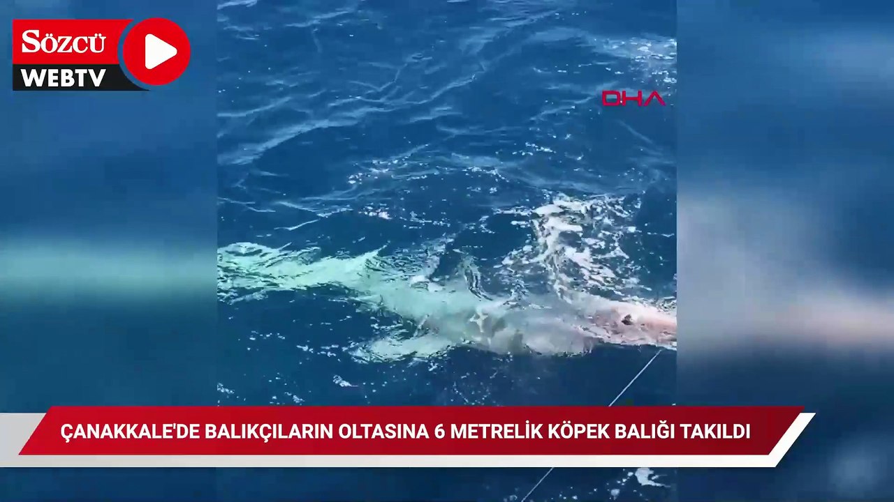 Çanakkale'de balıkçıların oltasına 6 metrelik köpek balığı takıldı