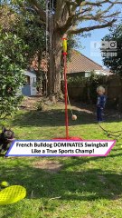 Frenchie DOMINATES Swingball Like an Absolute Sports Legend! 🐶🎾