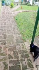 Black Cat Bumps Head on Pole While Chasing Ball