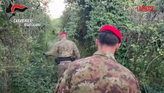 Reggio Calabria, scoperta piantagione di marijuana: 2 arresti