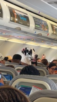 Great Dane Calmly Sits in Plane Seat, Surprises Passengers