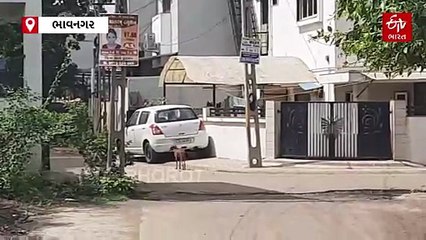 મહાનગરપાલિકાએ શ્વાન ખસિકરણમાં 5 કરોડ ખર્ચ્યા, કેટલા લોકોને શ્વાને પોતાનો શિકાર બનાવ્યા જાણો