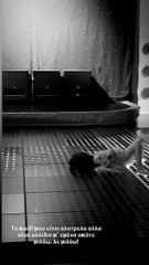 Η Αθηνά Οικονομάκου απαθανατίζει να χορεύει (1)