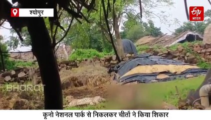 चीतों ने खुद किया मनपसंद लंच का इंतजाम, बाड़े में आराम फरमाते सामने आया वीडियो