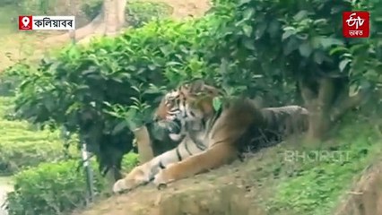 ক্ষন্তেক বিৰতিৰ পাছত জনাঞ্চললৈ উভতিল বনৰজা, এমাহতে খালে ১৫ টাৰো অধিক পশুধন