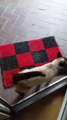 Cute Cats Compilation - Cat Funny Moments #funnycats #catshorts  #shorts #cats