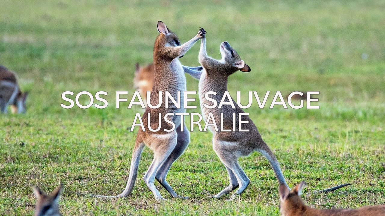 SOS faune sauvage - Australie