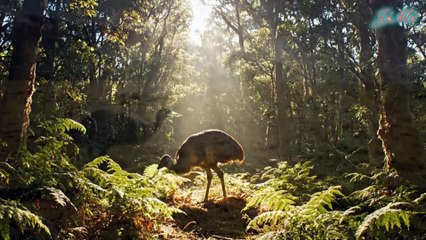 Chuyến Bay Cuối Cùng Của Moa - Loài Chim Đã Biến Mất Mãi Mãi