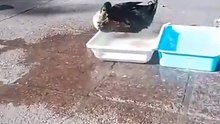 El Pato Juan juega en el agua antes de ser retirado por una denuncia.