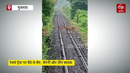 Watch: जूनागढ़ में लोको पायलट की सतर्कता से ट्रेन की चपेट में आने से बचे चार शेर