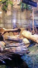 Dubai Aquarium and Underwater Zoo (Otter's Workshop) #dubaimall #dubaiaquarium #viralvideo #trending