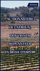 Au monastère  de Latroun,  des vignes replantées en signe d'espoir