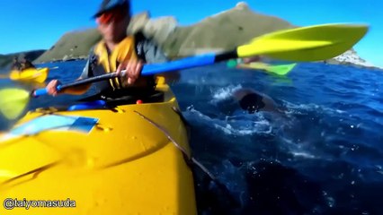 Craziest Animal Encounters of All Time