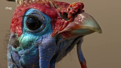 Perros Salvajes Cap 2 - Los secretos del éxito