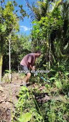 JOUR 29 ： Le gingembre est mauvais