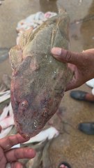 Kuker Fish Ki Hairat Angaiz Taqat | Samundari Dunya Ka Chhupa Khazana