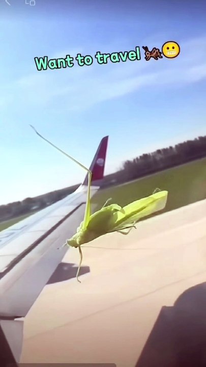Free plane ride for a grasshopper