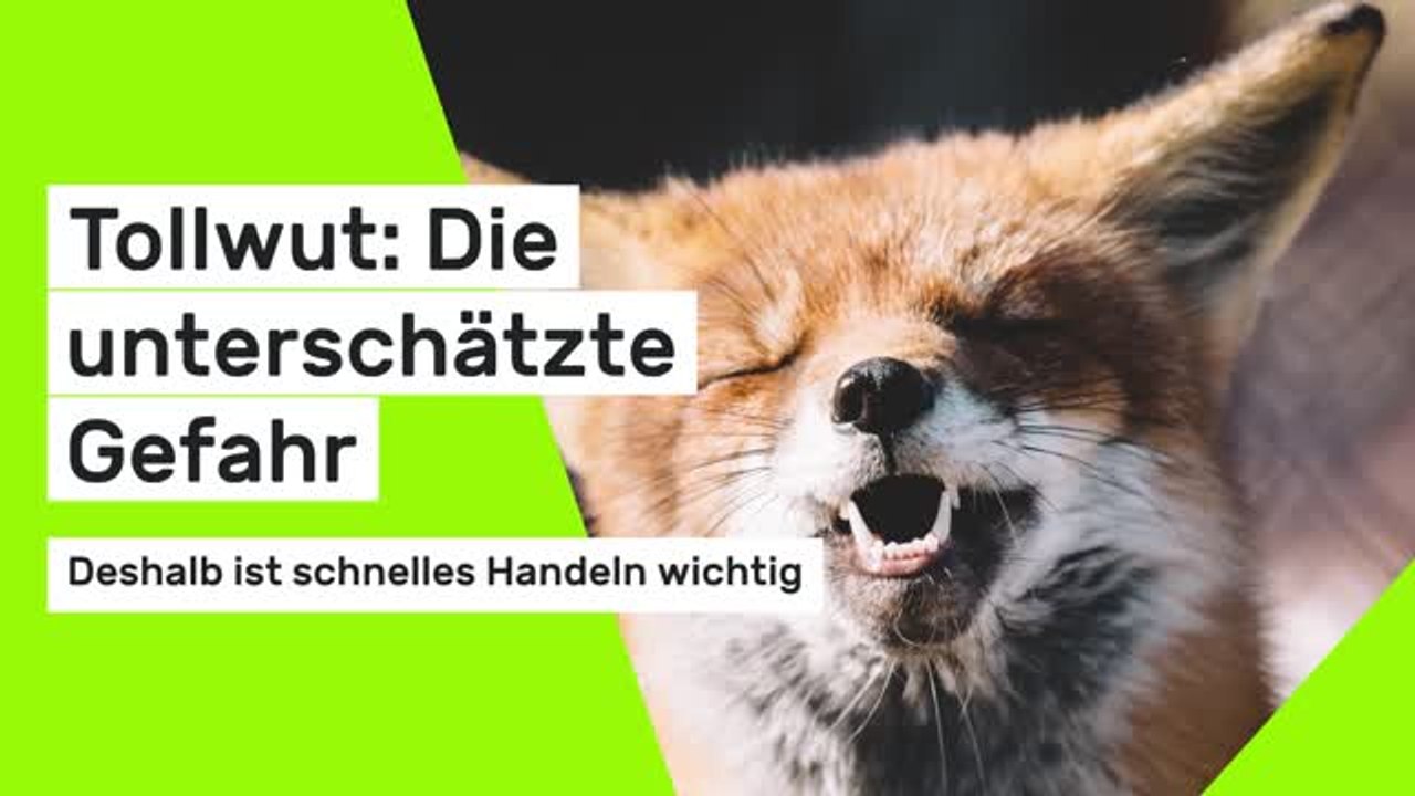 Tollwut: Deshalb ist schnelles Handeln wichtig