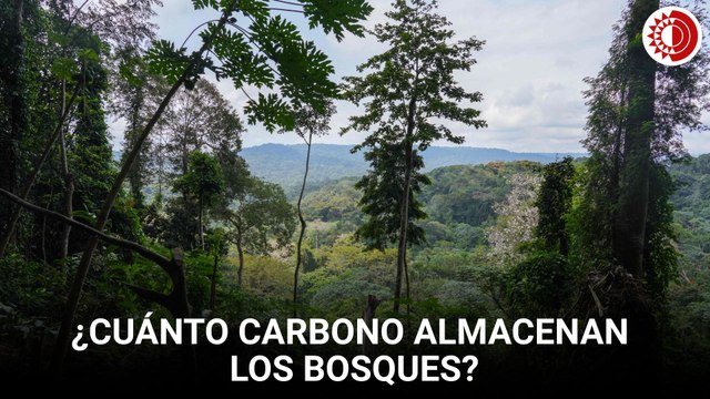 El secreto escondido en los bosques: el carbono