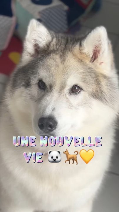 À un moment la vie fait qu’on se sépare, nous-mêmes de notre famille, mais eux ne vivent pas ces événements comme nous. Et c’est pour ça qu’il faut avoir conscience de tous ces aspects là quand on adopte un chien.