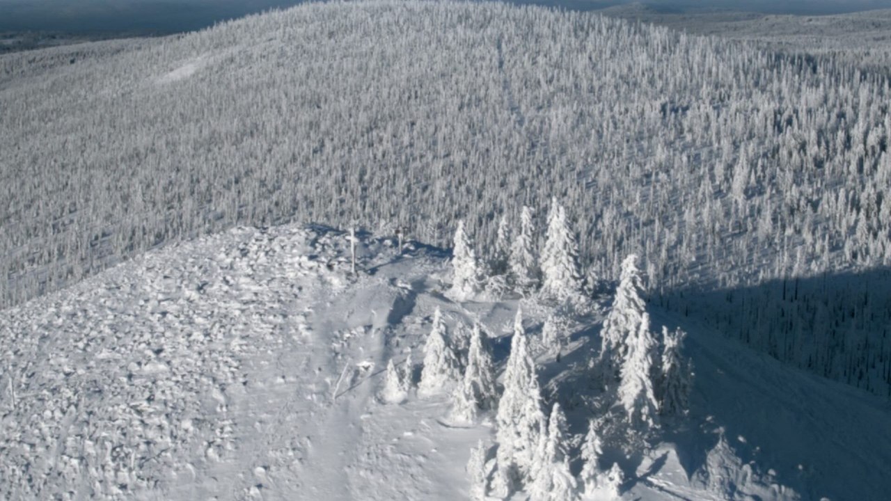 Quand la forêt reprend ses droits : Le Parc national de la forêt de Bavière