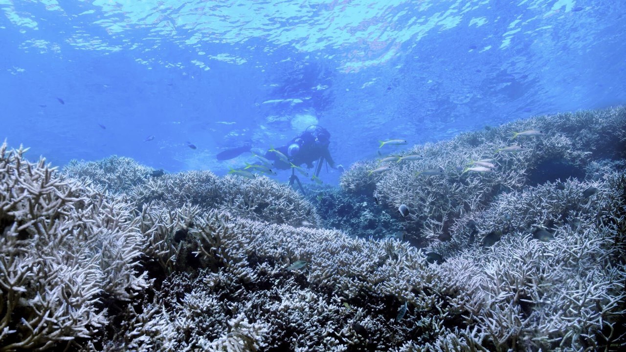 Chasing Coral
