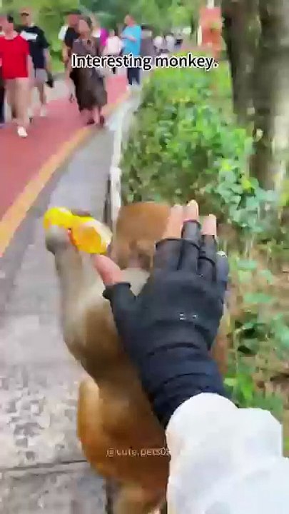 Monkeys Spinning Monkeys