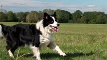 Border Collie em Duque de Caxias