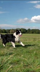 Border Collie em Duque de Caxias