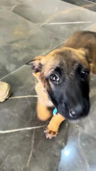 Novo K9 da PMSC