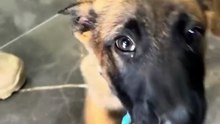 Novo K9 da PMSC