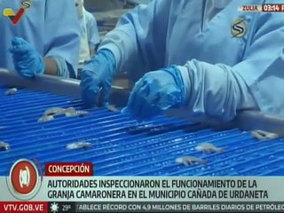 Zulia | Autoridades inspeccionaron el funcionamiento de la granja camaronera del Grupo Lamar