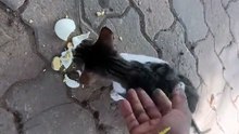 stray cats She is dying of hunger, her body can hardly bear her weight.😓😥😢
